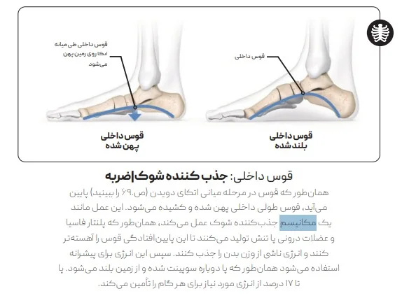 آناتومی قوس کف پا و نحوه جذب شوک ناشی از فرود از کتاب علم دویدن مصور