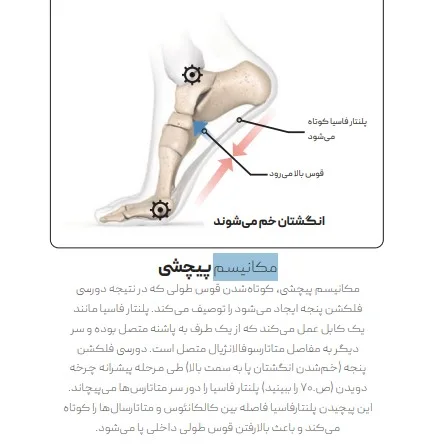 آناتومی پا و مکانیسم پیچشی پلنتار فاسیا از کتاب علم دویدن مصور