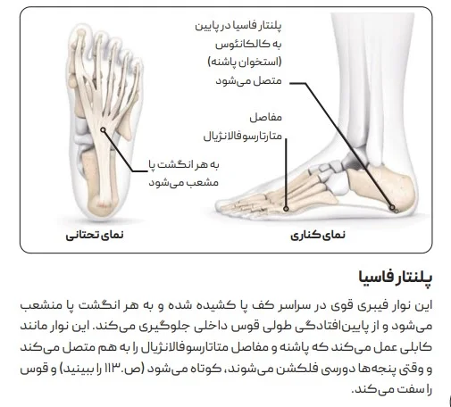 آناتومی پلنتار فاسیا از کتاب علم دویدن مصور