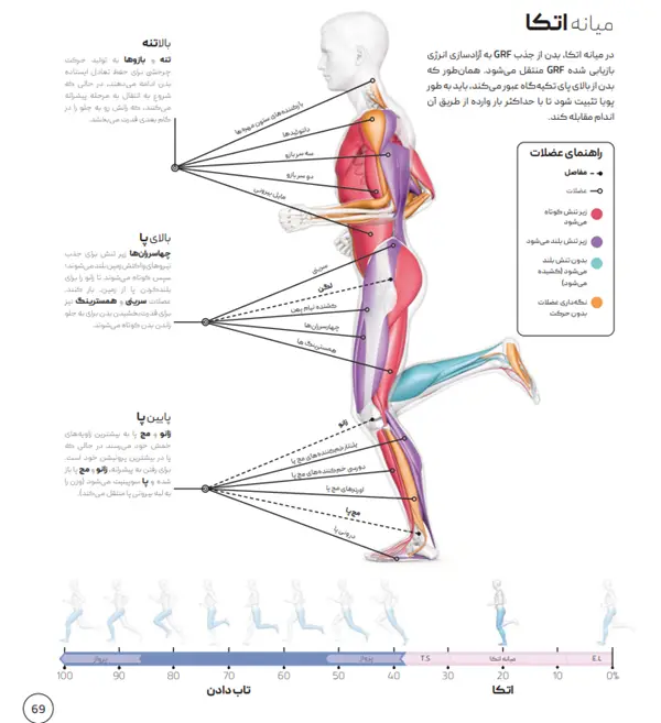 اینفوگرافیک طراحی از یک دونده در مرحله اتکا چرخه دویدن