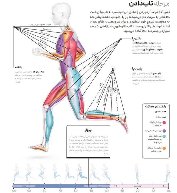 اینفوگرافیک طراحی از یک دونده در مرحله تاب چرخه دویدن