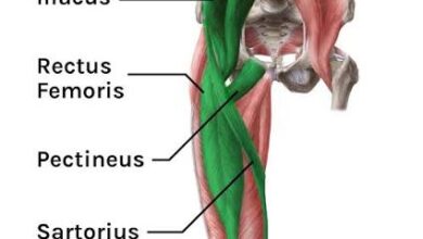 آناتومی عضلات خمکننده لگن شامل تهیگاهی مازویی - راست رانی - خیاطه - شانهای